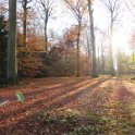 Geografisches Arboretum Rombergpark am 17,102018 (9)